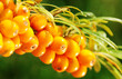 Branch of seabuckthorn.