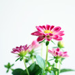 pink flowers