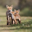 Red fox family