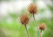 Dry Thistle (Teasel Dipsacus) Dry Thistle (Teasel Dipsacus)