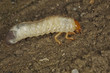 Raupe