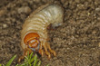 Metamorphose