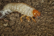 Engerling Makro