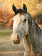 Shagya stallion