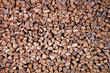 Piled firewood_Brennholz_Pappel_3