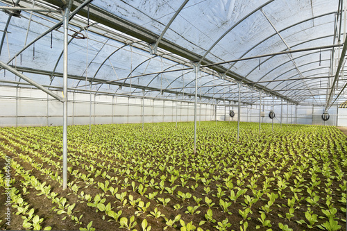 Foto: greenhouse greenhouse