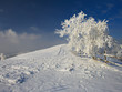 Winter tree