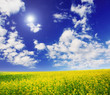 field