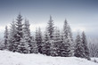 Winter trees