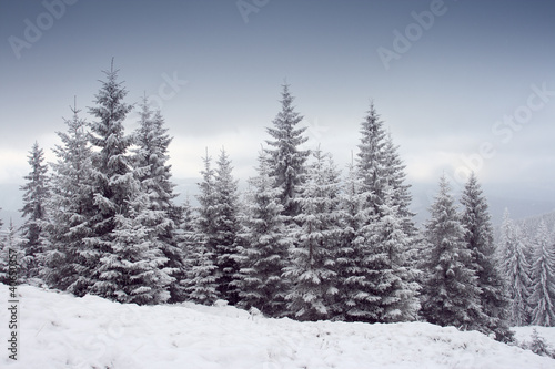 Photo: Winter trees Winter trees