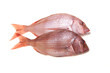 Snapper Fish On White