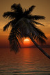 palm tree sunset