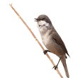 Lesser Whitethroat singing on  branch isolated on white