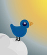 Blue little bird
