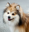Volpino di Pomerania