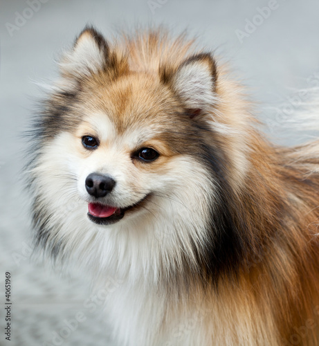 Volpino di Pomerania di Antonio Gravante, foto stock royalty free