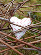 Heart in grape branch