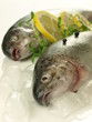 Frozen trout, closeup