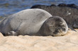Monk Seal In Hawaii