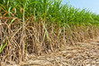 Sugar cane field in blue sky.