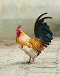 Photo: Beautiful Rooster Beautiful Rooster