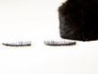 False eyelashes in black False eyelashes in black