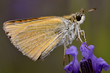 Macro of profile skipper butterfly on blue flower Macro of profile skipper butterfly on blue flower