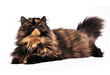 Photo: Persian tortie cat on the white background Persian tortie cat on the white background
