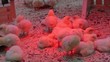 small chicks