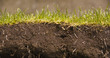 Green grass