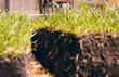 Green grass