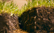 Green grass
