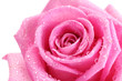 beautiful pink rose with drops close up, isolated on white