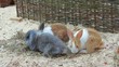 rabbits