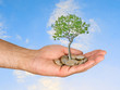 Palm with a tree growng from pile of coins Palm with a tree growng from pile of coins