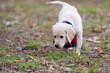 golden retriever mit tuch 3