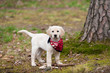 golden retriever mit tuch