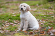 golden retriever sitzend 2
