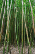 Bamboo Forest Maui, Hawaii