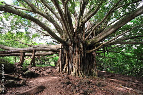 Photo: Banyan Tree Maui, Hawaii Banyan Tree Maui, Hawaii