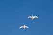 Mute swans in flight