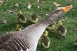maman oie protegeant ses petits oisons