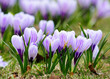 Violet Crocuses