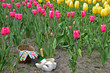 Dutch Tulips