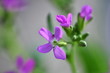pretty arabis