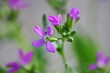 arabis