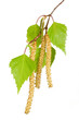 Photo: Spring birch buds isolated on white Spring birch buds isolated on white