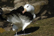 Foto: Black Browed Albatross Black Browed Albatross