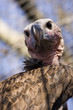 Lappet-faced vulture (Torgos tracheliotos)