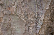 Bark .